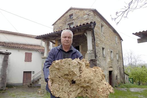 'Na tavanu je godinama bujalo golemo stršljenovo gnijezdo! U njemu ih je valjda bilo na tisuće'