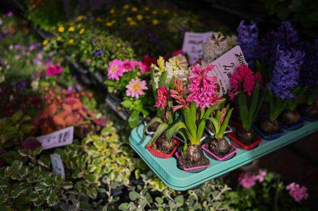 24sata Zagreb: Ponuda cvijeća na Dolcu 