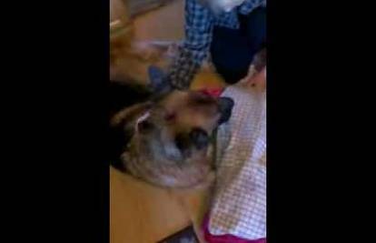 Uznemirujući video: Posljednji trenuci u životu jednog psa