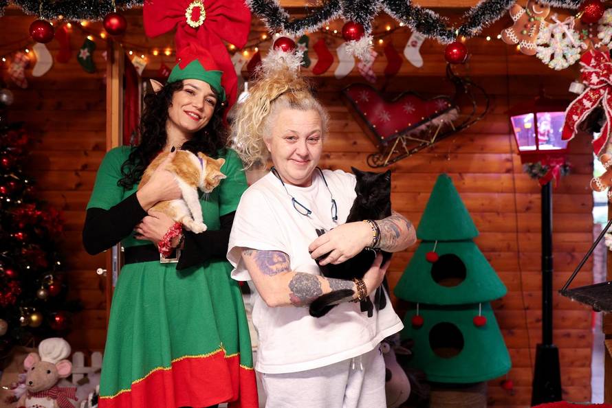 24sata Rijeka: Advent za mačke u Kitten Safe House