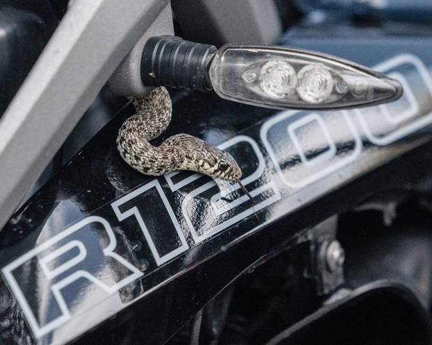 Zmija mu se zavukla u motocikl, vatrogasci odmah intervenirali: 'Iznenadila ga tijekom vožnje!'