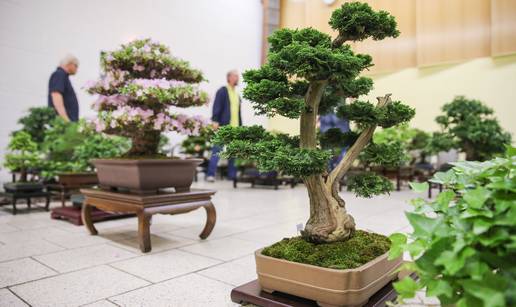 'To je naše blago, vratite ga!': Ukrali bonsai star 400 godina