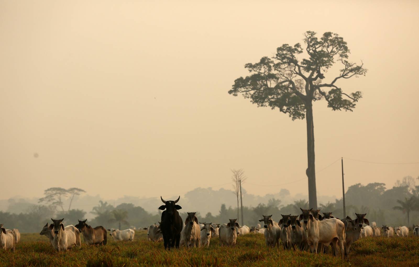 Cattle are seen on a tract of Amazon jungle after a fire in Boca do Acre