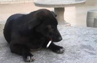 Kinez (23) navukao psa na kutiju cigareta dnevno