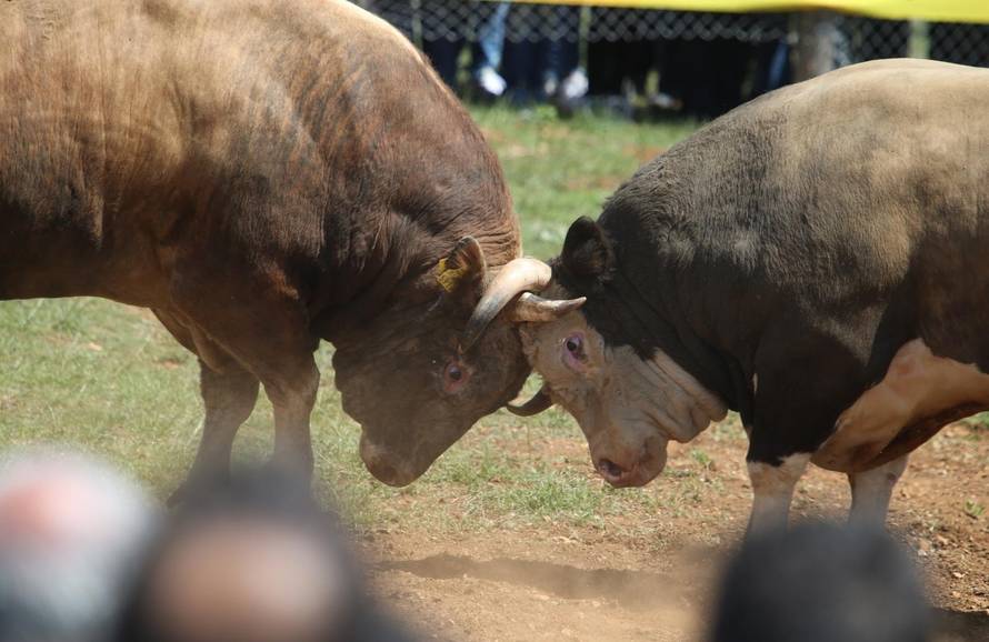 'Ne damo Peronji da viđa krave prije borbe. On bi se zaljubio!'