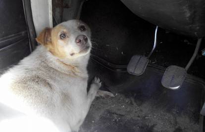 Pas pao u sustav za grijanje: Bio je zarobljen čak tri godine