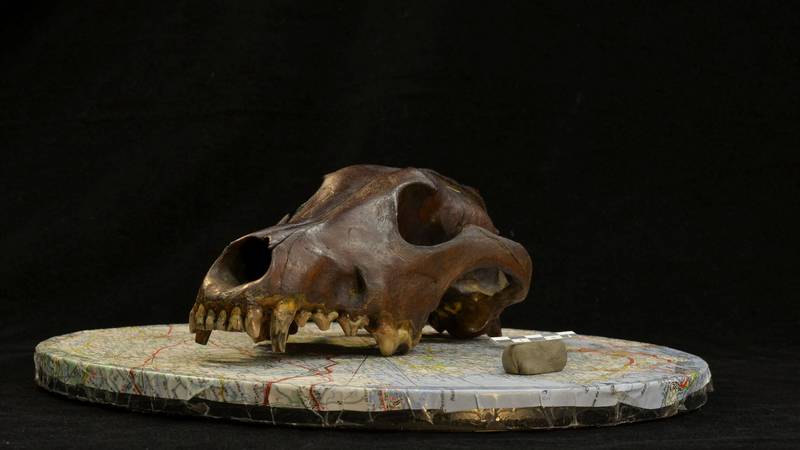 Znanstveniki ugotovili, da večina psov nosi vučji DNK, celo čivave