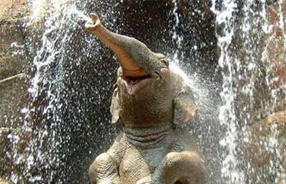 Pijani slonovi podivljali i uginuli od strujnog udara