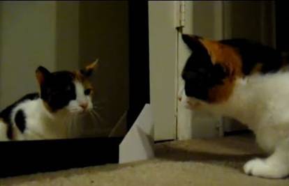 Smiješne životinje se svađaju s vlastitim odrazima u ogledalu