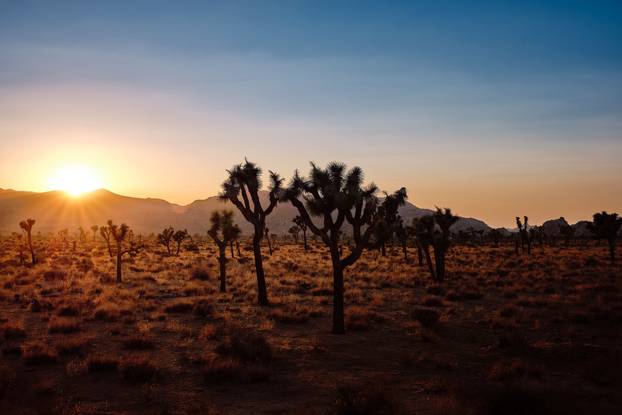 Scenic view of the Joshua Tree National Park during sunset. California USA