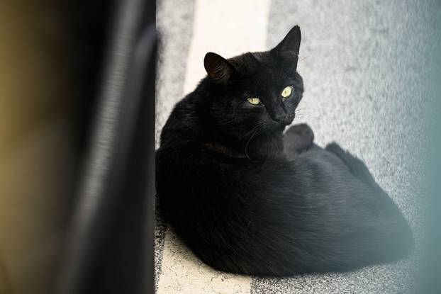 Zagreb: Crna mačka odmara na parkiralištu 