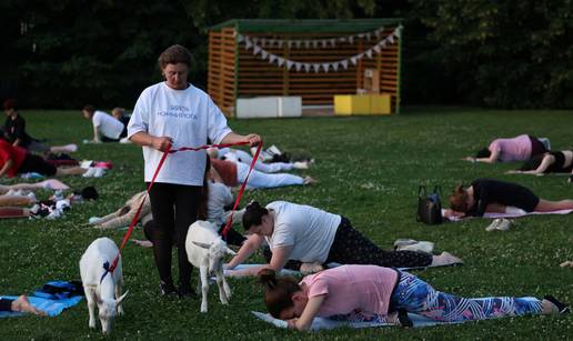 FOTO Namaste - Beeeeeeeeeee: Ljudi po svijetu vježbaju yogu s kozlićima. Pogledajte prizore...