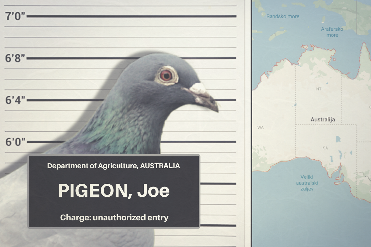 Australske vlasti traže goluba Joea kako bi ga ubile. Terete ga za ilegalan ulazak na kontinent