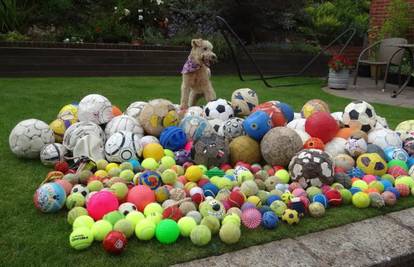 Za svaku loptu koju pronađe, ljudi doniraju pomoć za pse