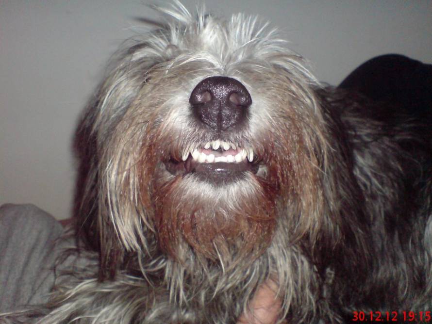 24Ljubimci/Daj šapu