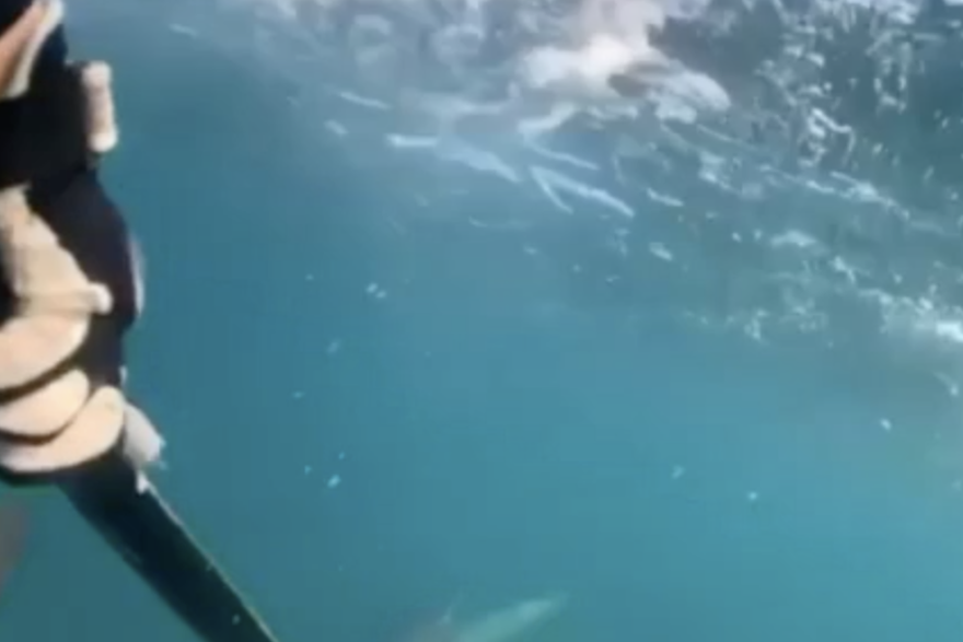 Morski pas u Australiji napao djecu u ribolovu.