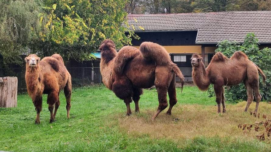 FOTO U zagrebački ZOO stigla još jedna deva: Dali su joj ime koje je nemoguće izgovoriti