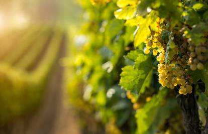 Njemačka ograničila sadnju vinograda, štiti cijenu vina