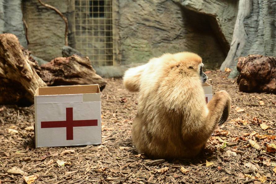 Gibon Kent predvidio pobjedu Hrvatske: Danas nije oklijevao