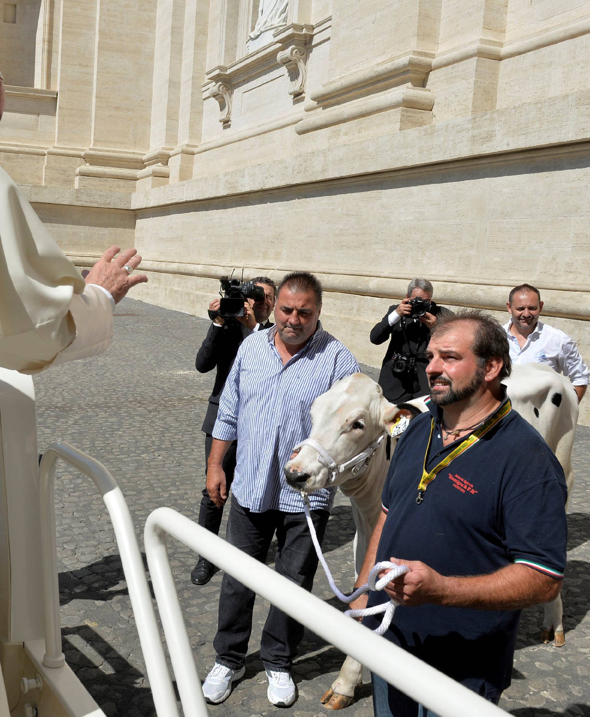 Pope Francis is presented with a cow before the general audience in Saint Peter's Square