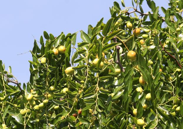 Skradin: Dozrijevaju žižule