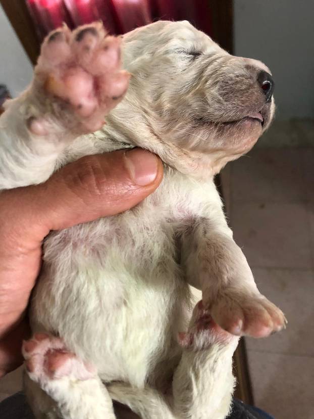 Puppy with green fur born in Sardinia
