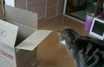 Mačak proučava misterij u velikoj kartonskoj kutiji...