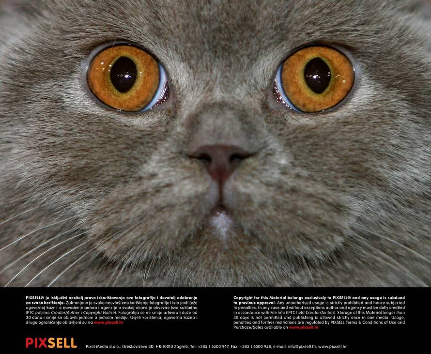 Grgur Žučko/Pixsell