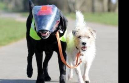 Pravi prijatelji: Milo je pas vodič slijepom labradoru Eddiju 