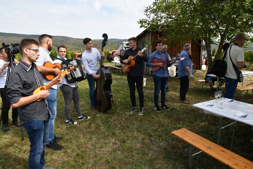 Mitrovac: Berba groÅ¾Äa u vinograduÂ predsjedniÄkog kandidata Miroslava Å kore