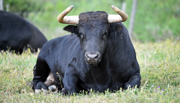 Kako im je palo na pamet? Ovo su stari preparati za jači libido