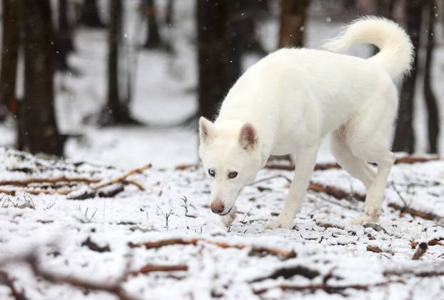 Na Platku je pao snijeg