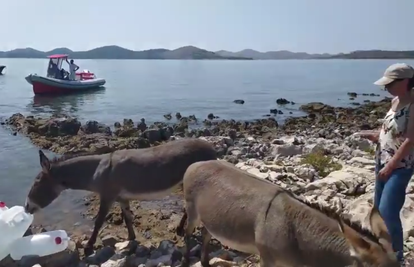 Ostavljeni i izgladnjeli magarci na Kurbi Maloj konačno spašeni