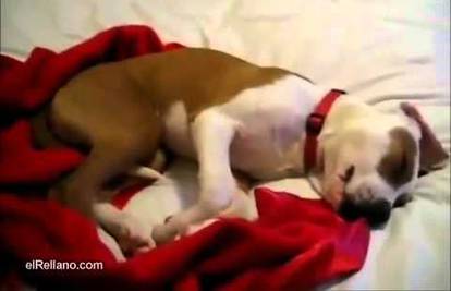 Video priča za laku noć: Da li psi sanjaju? Da i to jako slatko