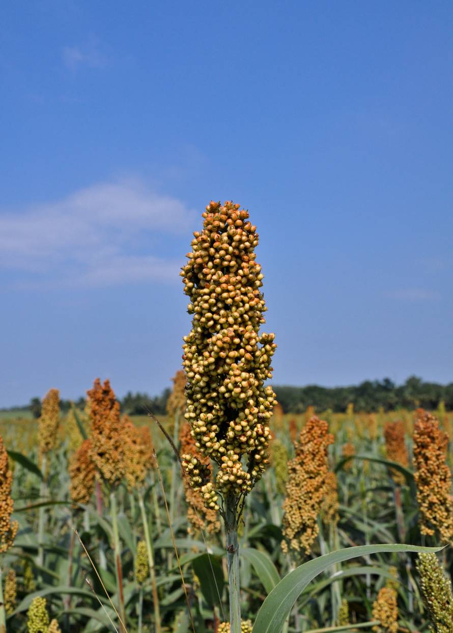 Nepoznata žitarica: Sirak se jede kao slatka kaša ili prilog