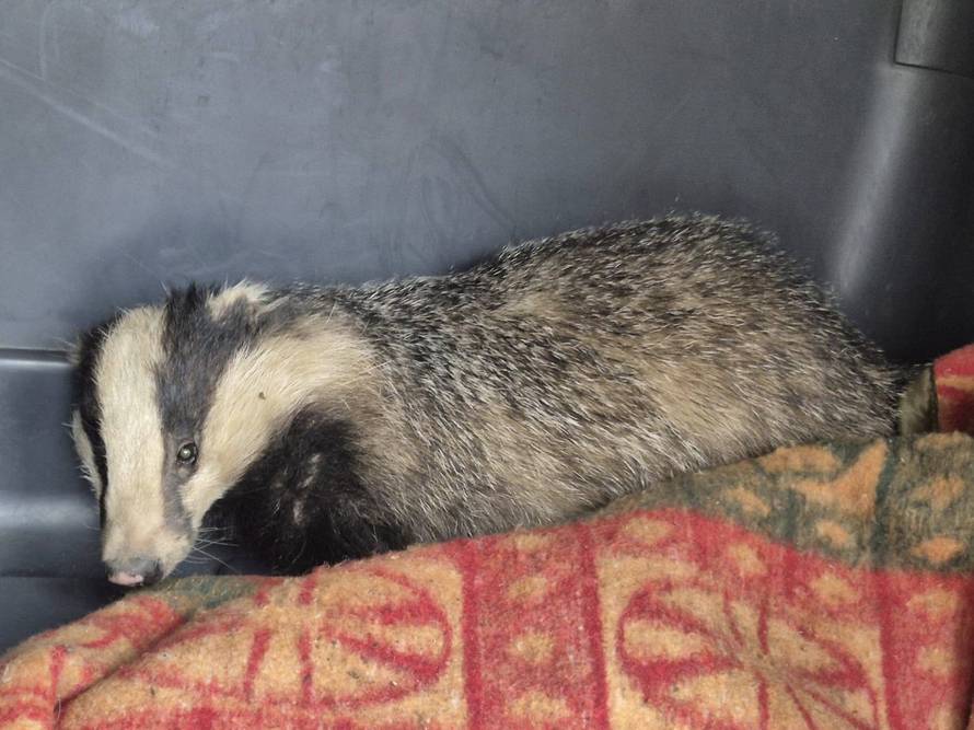 FOTO Jazavac stigao u centar Zagreba: 'Zaspao je na balkonu'