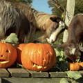 Životinje u Engleskoj se pripremaju za Noć vještica: Uživali su u slasticama