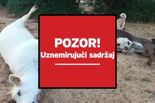 Evo što nam je prije tjedan dana govorio očajni farmer o svojim kravama: 'Imamo katastrofu...'