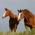 Klimatske promjene: Konji su sve deblji jer ima sve više trave