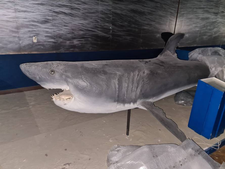 VIDEO Velika bijela psina od 4,5 metara putuje kroz Zagreb!