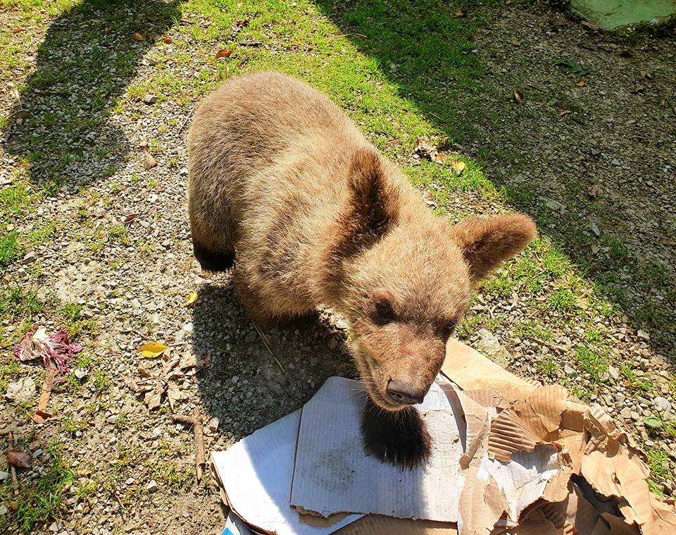 Medo Matija se voli igrati s kutijama, a najviše voli jesti sir