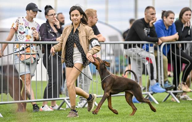 Velika Gorica: IDC Svjetsko prvenstvo pasmine doberman