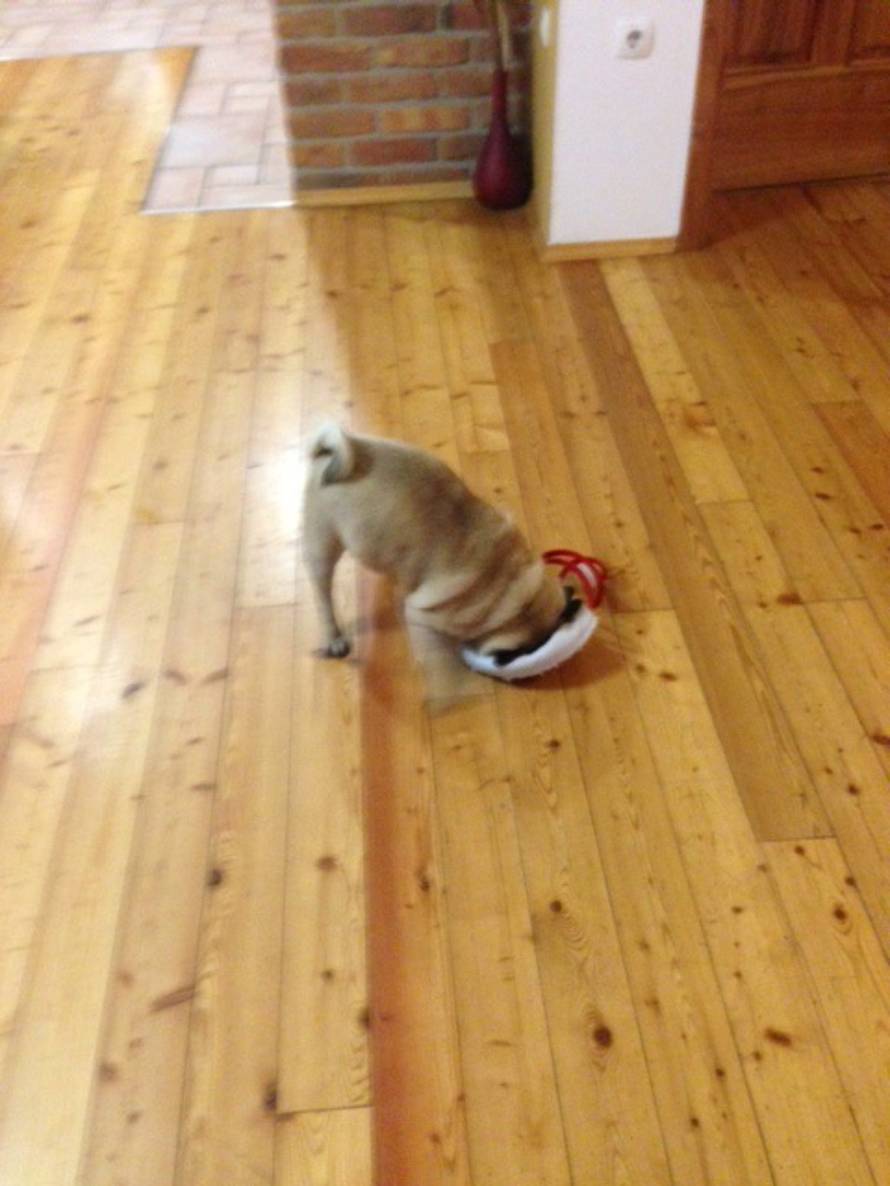 24ljubimci/Fotografije čitatelja