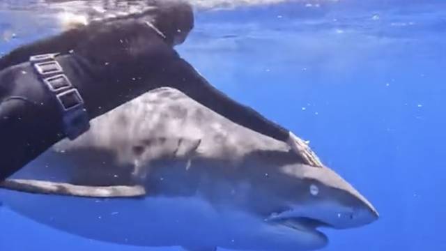 Pliva s morskim psima: 'Treba izbjegavati izgledati kao plijen'