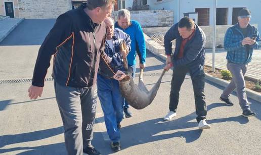 'Ima li soba za mene?' Neobičan gost ušetao u hotel u Istri, lovci ga morali odnijeti na slobodu