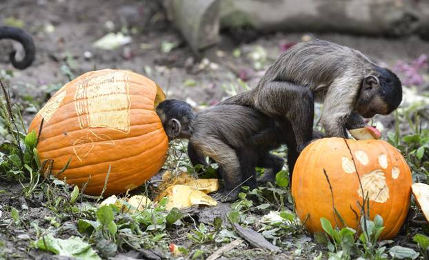 Pogledajte kako je izgledalo darivanje bundeva životinjama u zagrebačkom Zoološkom vrtu