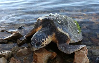 Ružan prizor: More na plažu  izbacilo mrtvu glavatu želvu