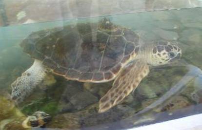 Umag: Zakonom zaštićenu kornjaču držao u restoranu