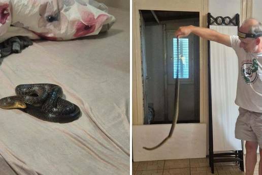 FOTO &Scaron;ok kraj Novske!  'U na&scaron;em krevetu sam na&scaron;la zmijurinu'