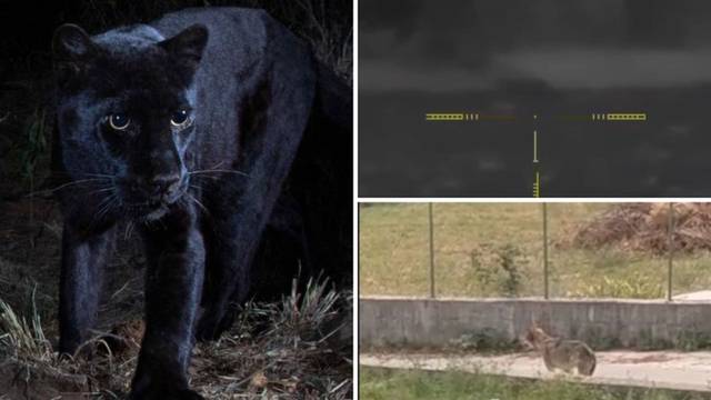 Odbjegle zvijeri: U susjedstvu traže panteru, a  Hrvate su već plašili varan, piton, ranjeni vuk